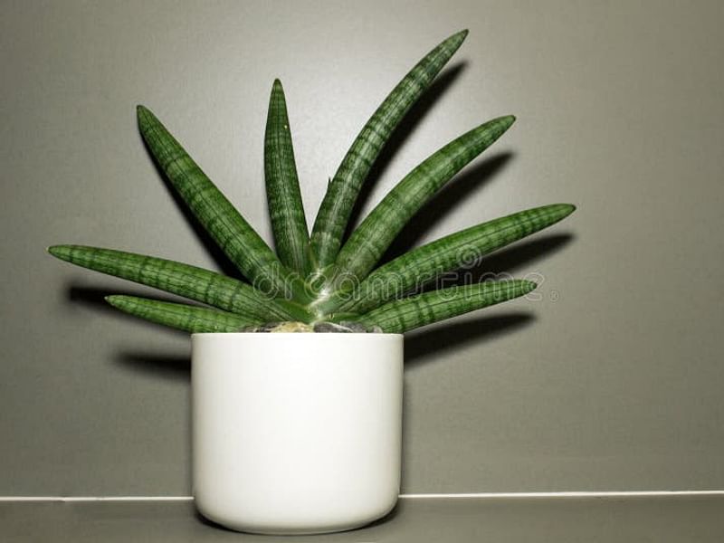 Dracaenaceae