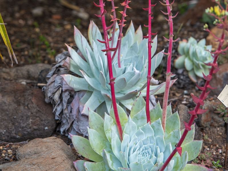 Dudleya | Crassulaceae