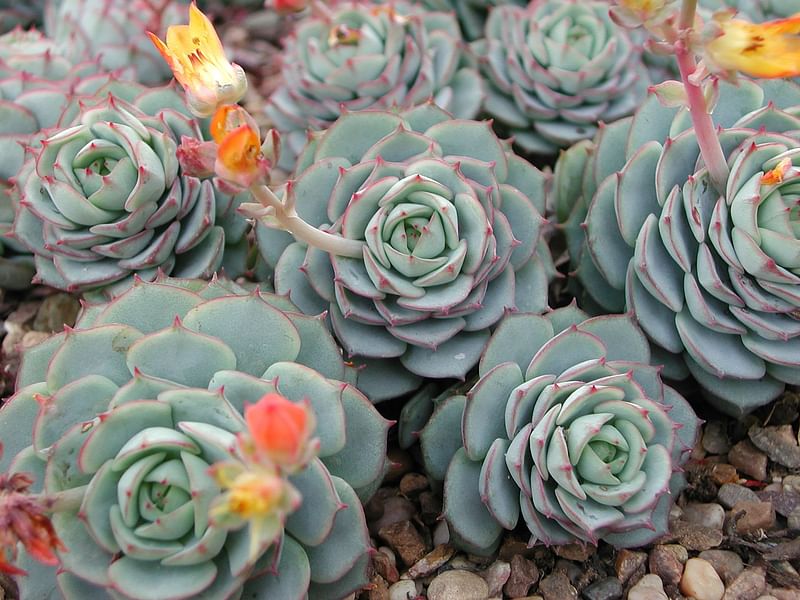 Echeveria | Crassulaceae