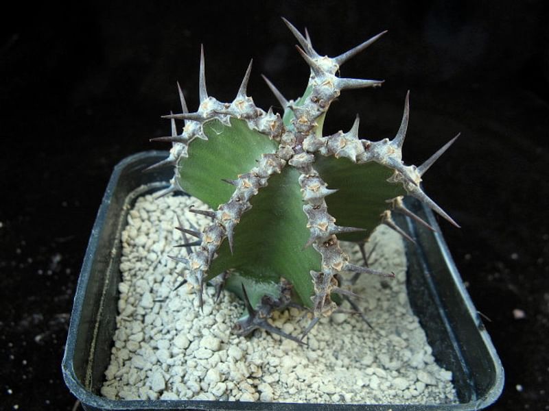 Euphorbia Ballyi | Euphorbia | Euphorbiaceae