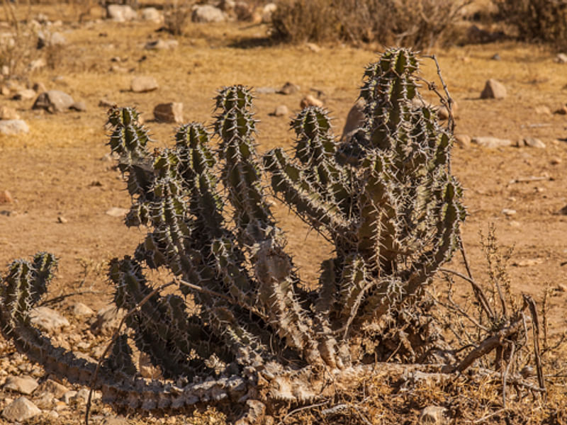 Euphorbia Ballyi | Euphorbia | Euphorbiaceae