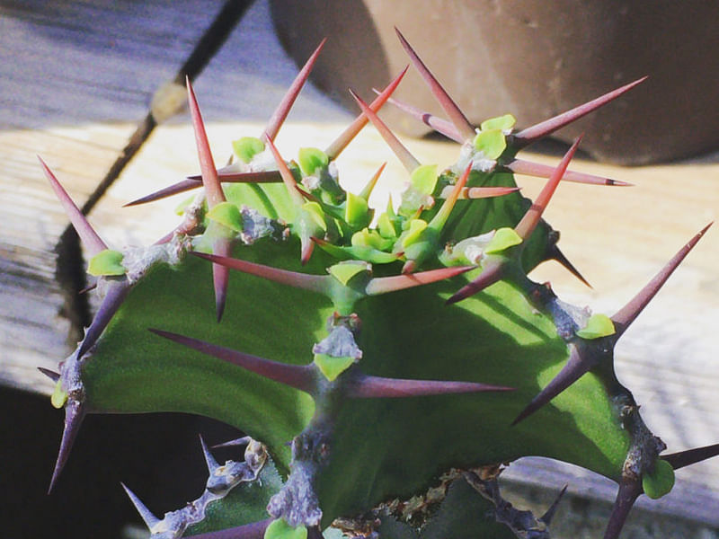 Euphorbia Ballyi | Euphorbia | Euphorbiaceae