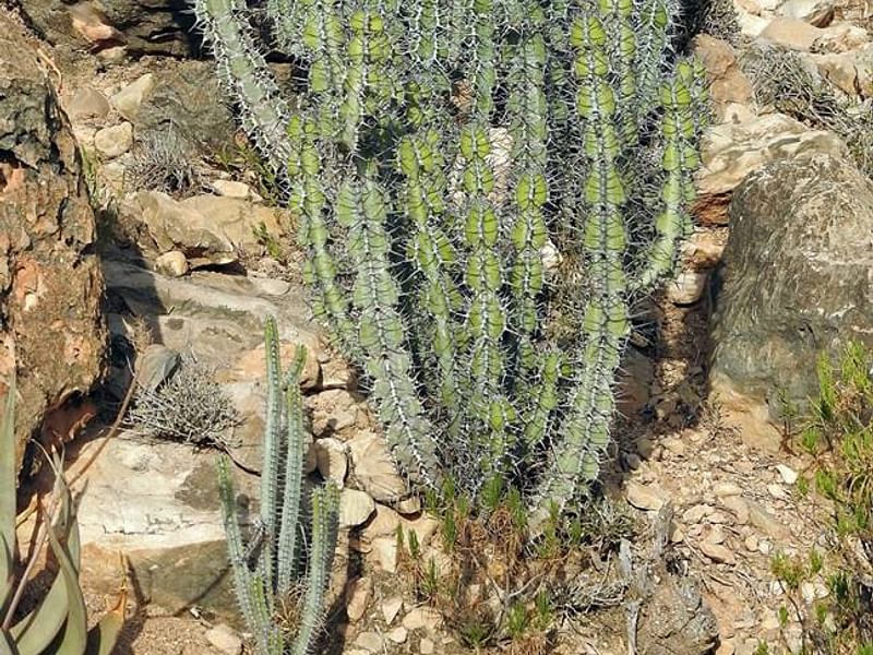 Euphorbia Ballyi | Euphorbia | Euphorbiaceae