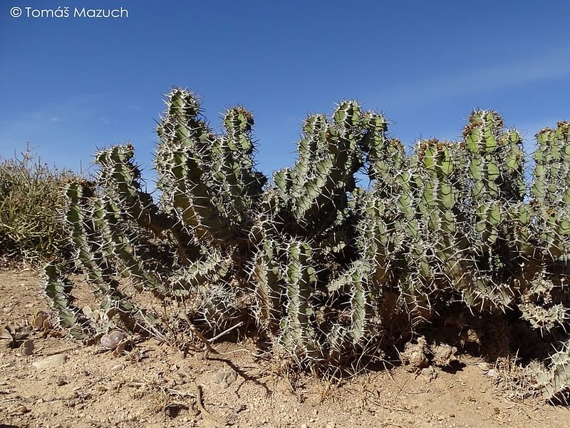 Euphorbia Ballyi | Euphorbia | Euphorbiaceae