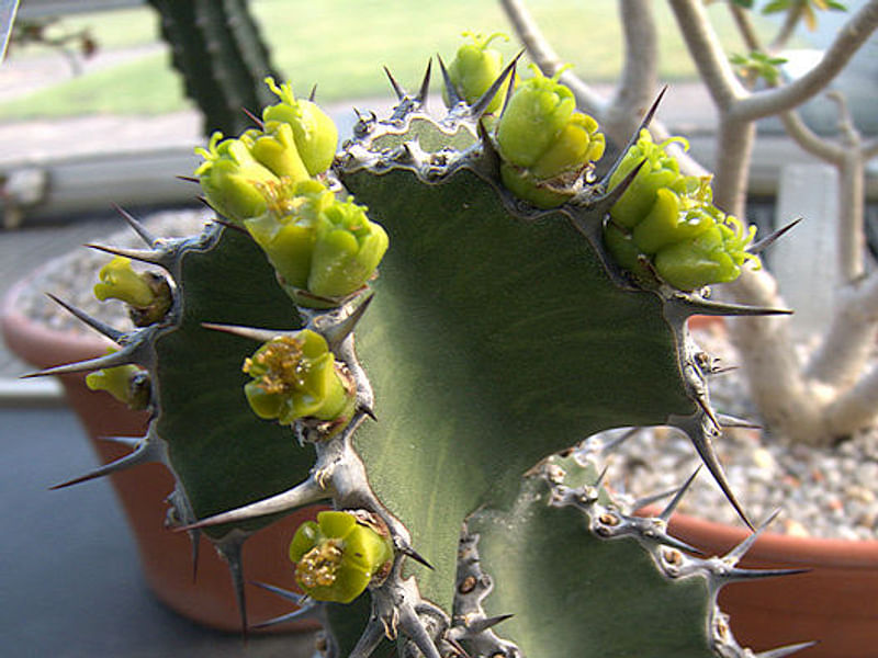 Euphorbia Ballyi | Euphorbia | Euphorbiaceae