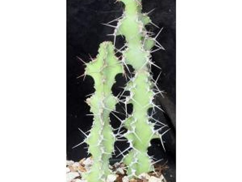 Euphorbia Ballyi | Euphorbia | Euphorbiaceae