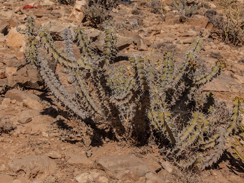 Euphorbia Ballyi | Euphorbia | Euphorbiaceae