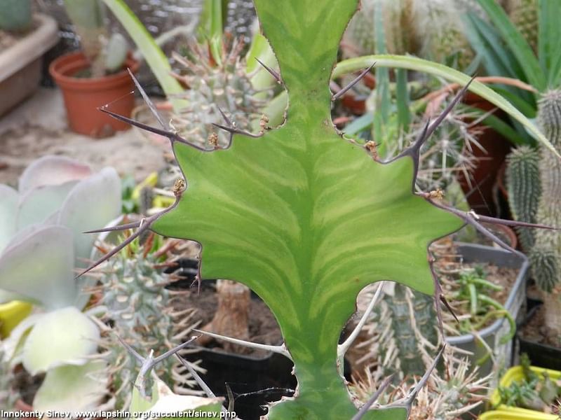 Euphorbia Ballyi | Euphorbia | Euphorbiaceae