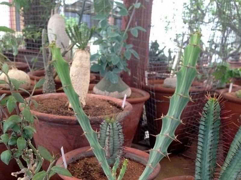 Euphorbia Buruana | Euphorbia | Euphorbiaceae