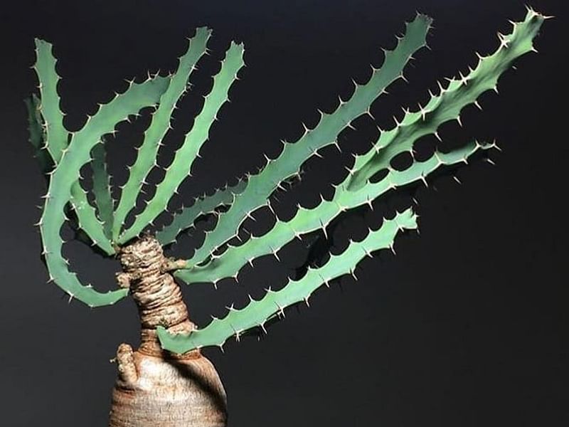 Euphorbia Buruana | Euphorbia | Euphorbiaceae