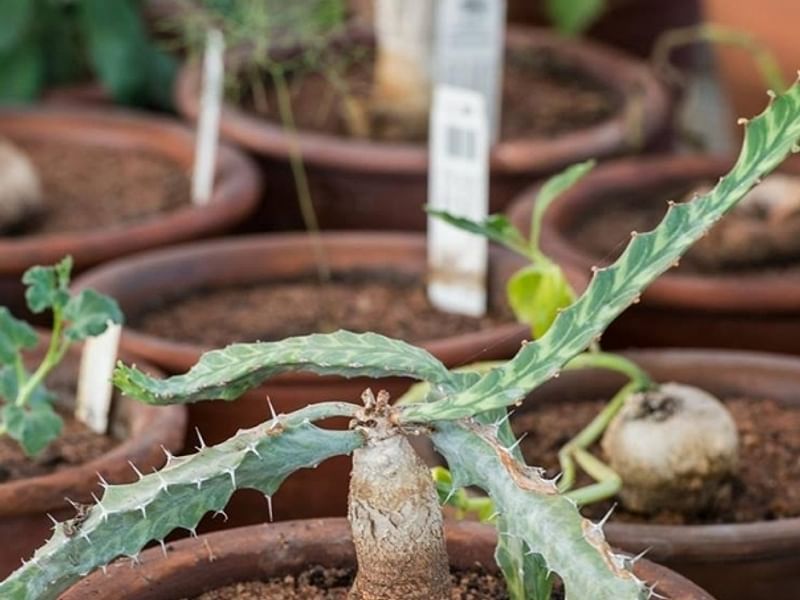 Euphorbia Buruana | Euphorbia | Euphorbiaceae