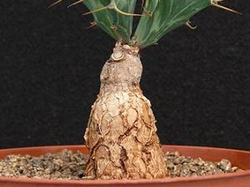 Euphorbia Buruana | Euphorbia | Euphorbiaceae