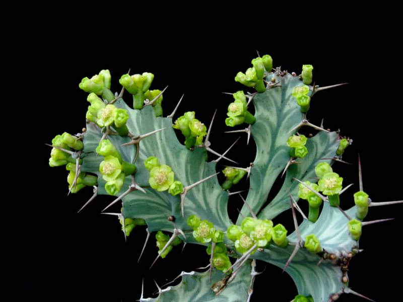 Euphorbia Buruana | Euphorbia | Euphorbiaceae