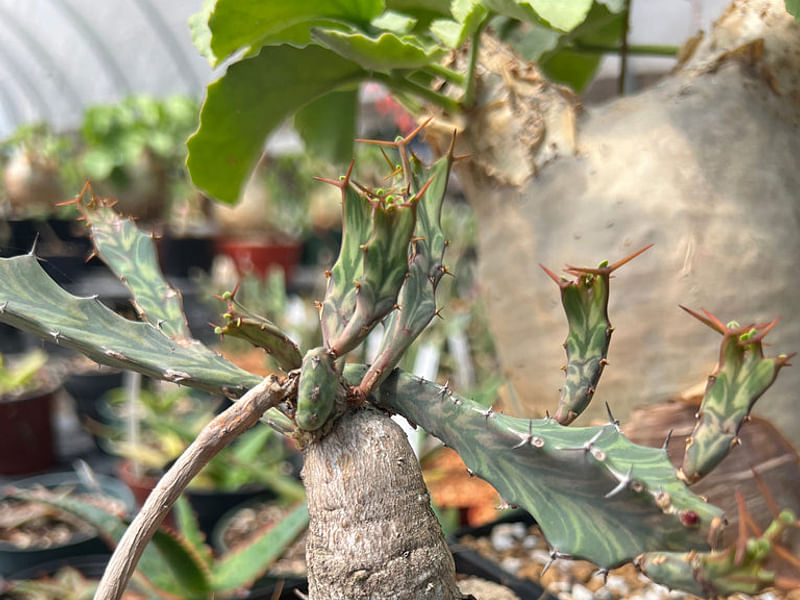 Euphorbia Buruana | Euphorbia | Euphorbiaceae
