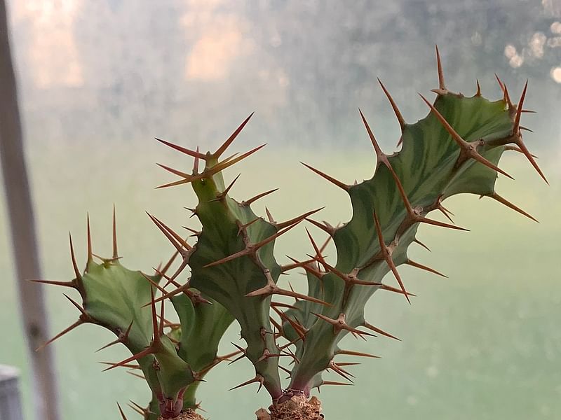 Euphorbia Buruana | Euphorbia | Euphorbiaceae