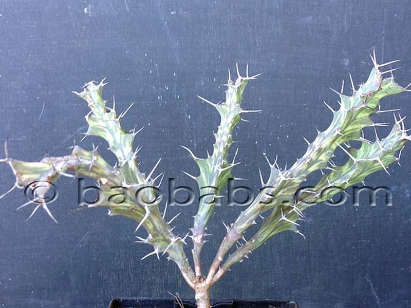 Euphorbia Buruana | Euphorbia | Euphorbiaceae