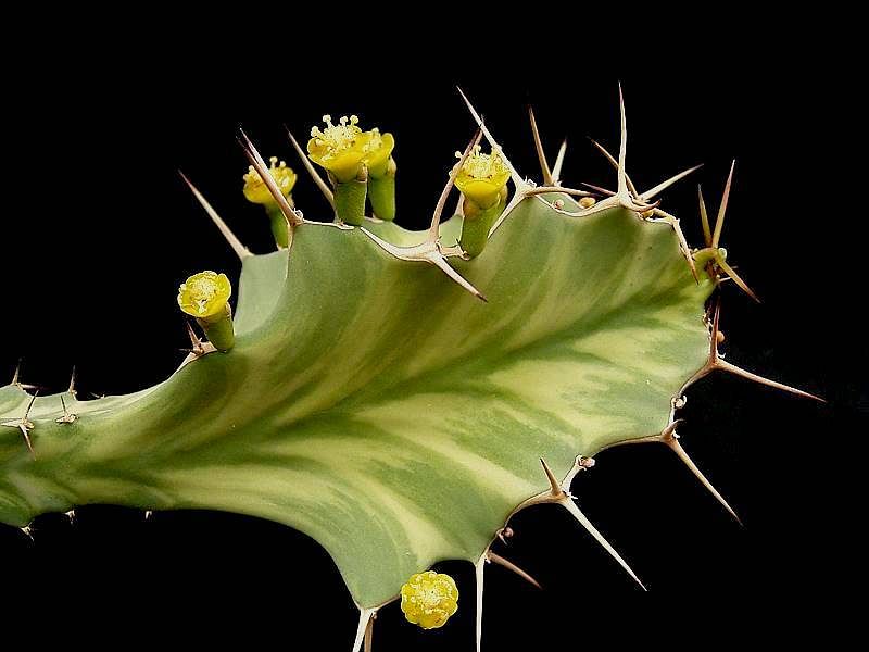 Euphorbia Buruana | Euphorbia | Euphorbiaceae