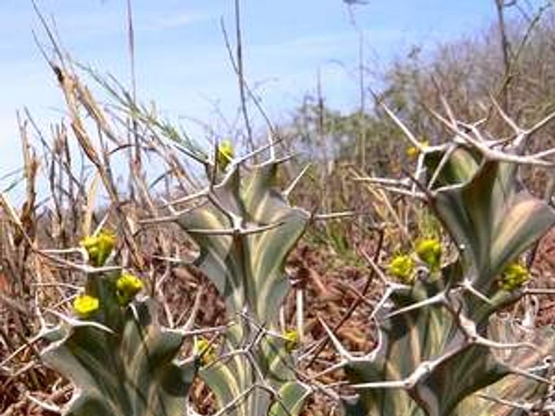 Euphorbia Buruana | Euphorbia | Euphorbiaceae