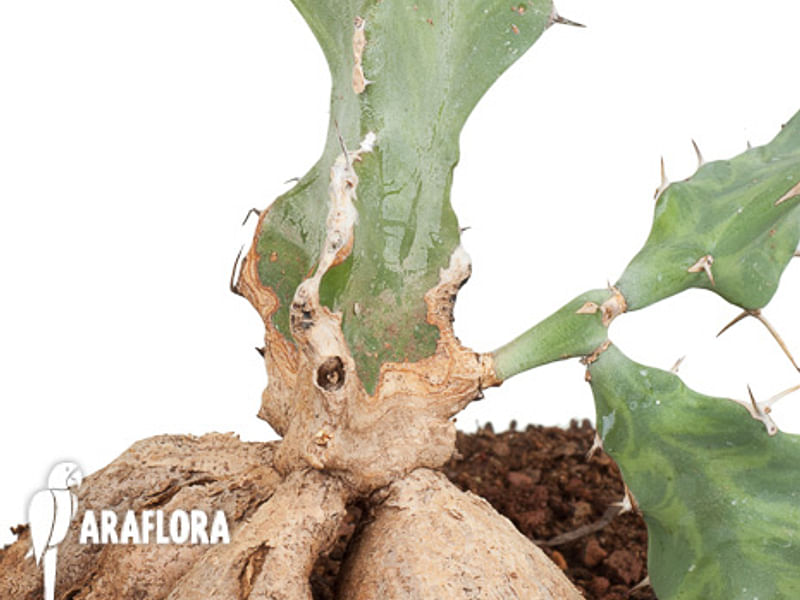 Euphorbia Buruana | Euphorbia | Euphorbiaceae