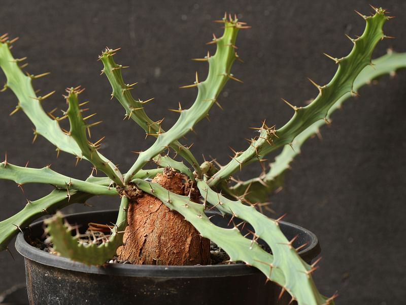 Euphorbia Buruana | Euphorbia | Euphorbiaceae