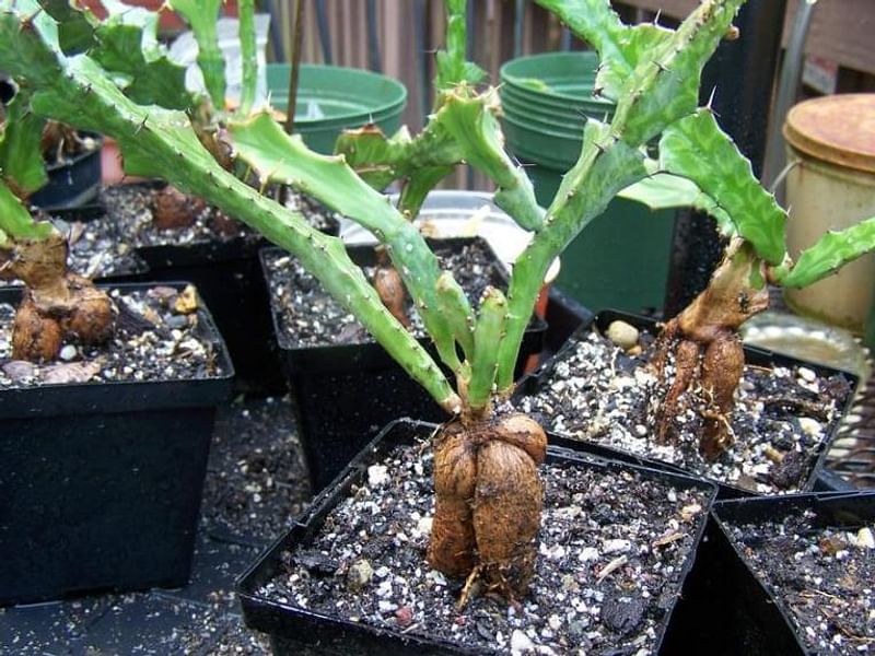Euphorbia Buruana | Euphorbia | Euphorbiaceae