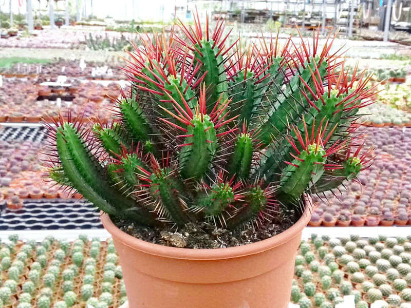 Euphorbia Enopla | Euphorbia | Euphorbiaceae