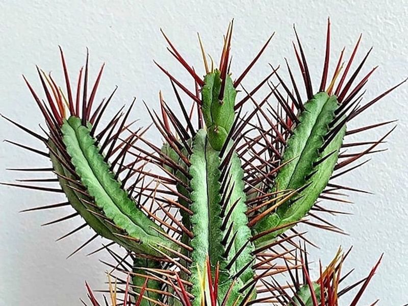 Euphorbia Enopla | Euphorbia | Euphorbiaceae