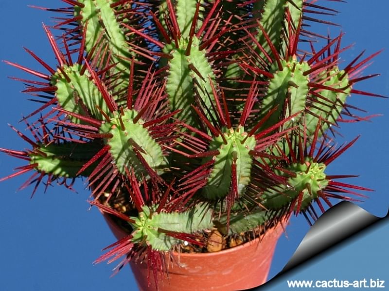 Euphorbia Enopla | Euphorbia | Euphorbiaceae