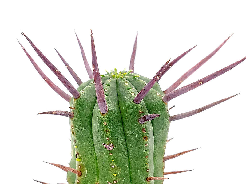 Euphorbia Enopla | Euphorbia | Euphorbiaceae