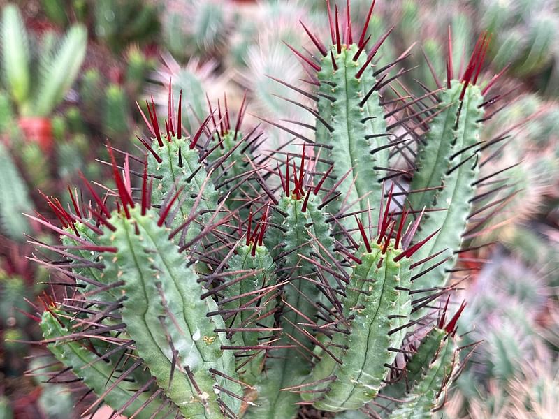 Euphorbia Enopla | Euphorbia | Euphorbiaceae