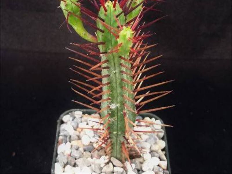 Euphorbia Enopla | Euphorbia | Euphorbiaceae