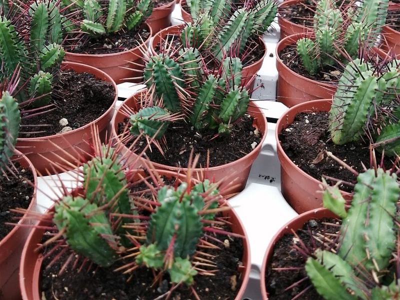 Euphorbia Enopla | Euphorbia | Euphorbiaceae