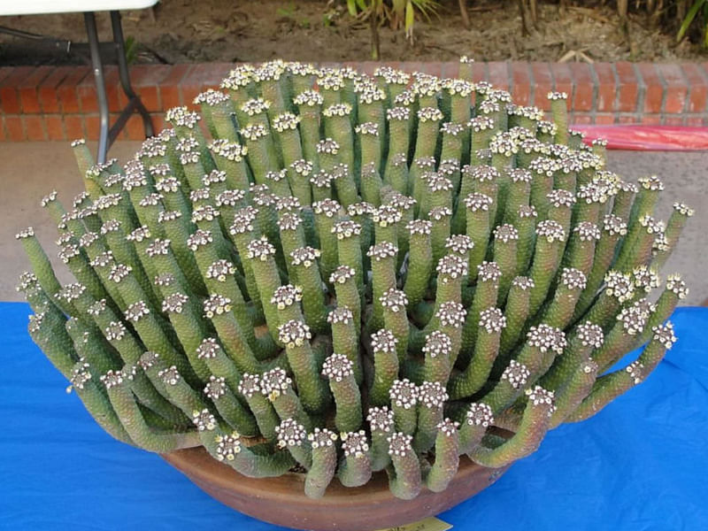 Euphorbia Esculenta | Euphorbia | Euphorbiaceae