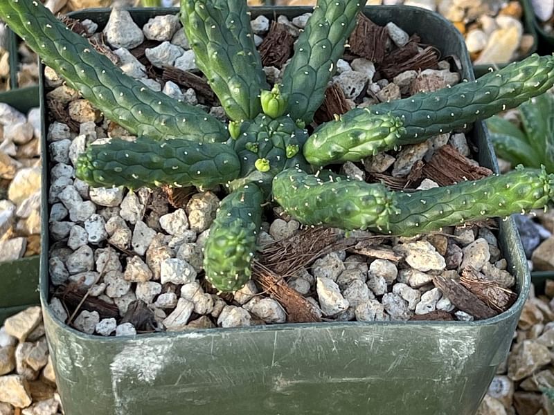 Euphorbia Esculenta | Euphorbia | Euphorbiaceae