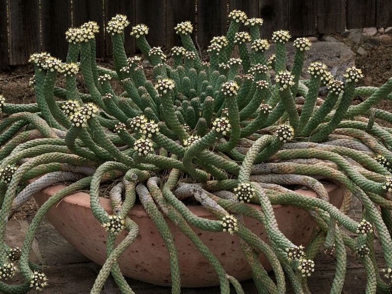 Euphorbia Esculenta | Euphorbia | Euphorbiaceae