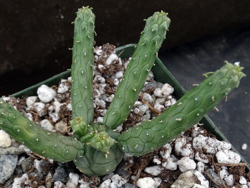 Euphorbia Esculenta | Euphorbia | Euphorbiaceae