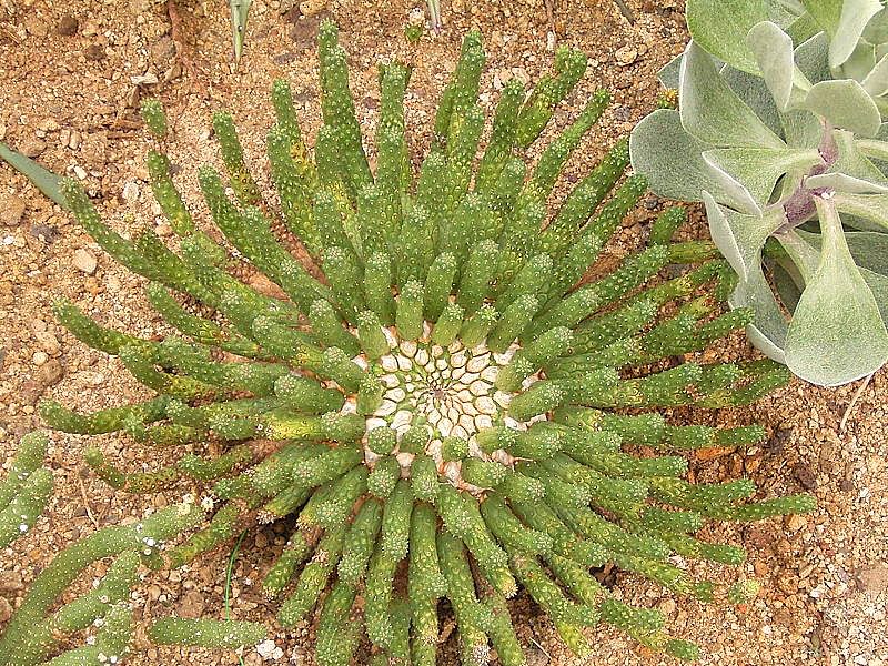 Euphorbia Esculenta | Euphorbia | Euphorbiaceae