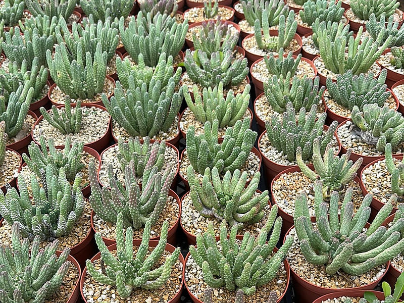 Euphorbia Esculenta | Euphorbia | Euphorbiaceae