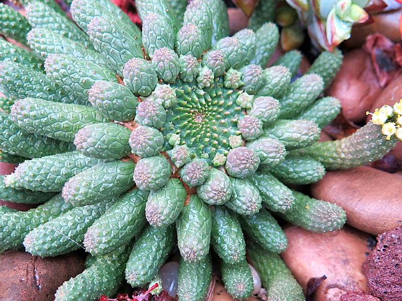Euphorbia Esculenta | Euphorbia | Euphorbiaceae