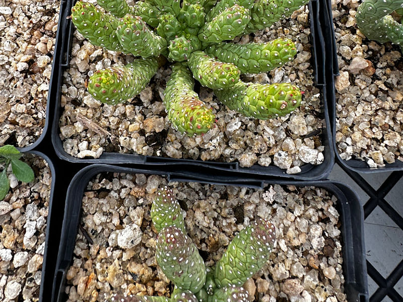 Euphorbia Esculenta | Euphorbia | Euphorbiaceae