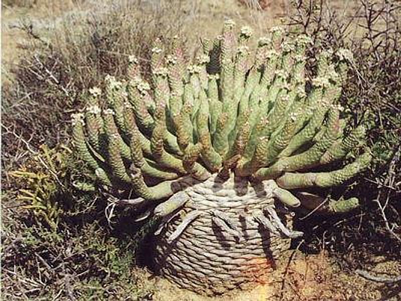 Euphorbia Esculenta | Euphorbia | Euphorbiaceae