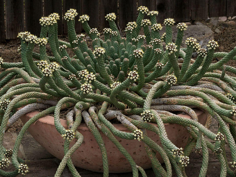 Euphorbia Esculenta | Euphorbia | Euphorbiaceae