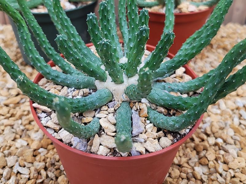 Euphorbia Esculenta | Euphorbia | Euphorbiaceae