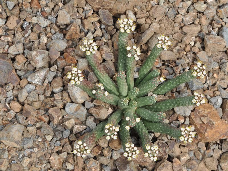 Euphorbia Esculenta | Euphorbia | Euphorbiaceae