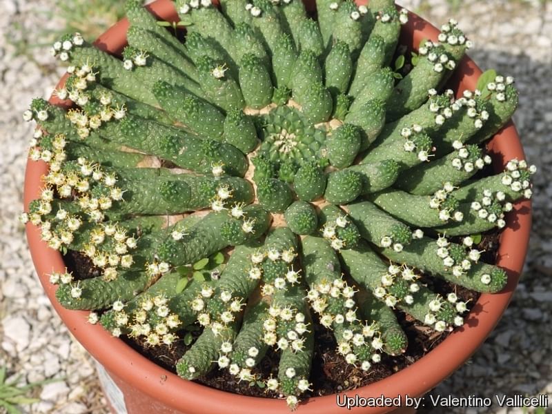 Euphorbia Esculenta | Euphorbia | Euphorbiaceae