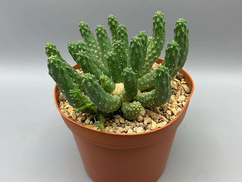 Euphorbia Esculenta | Euphorbia | Euphorbiaceae