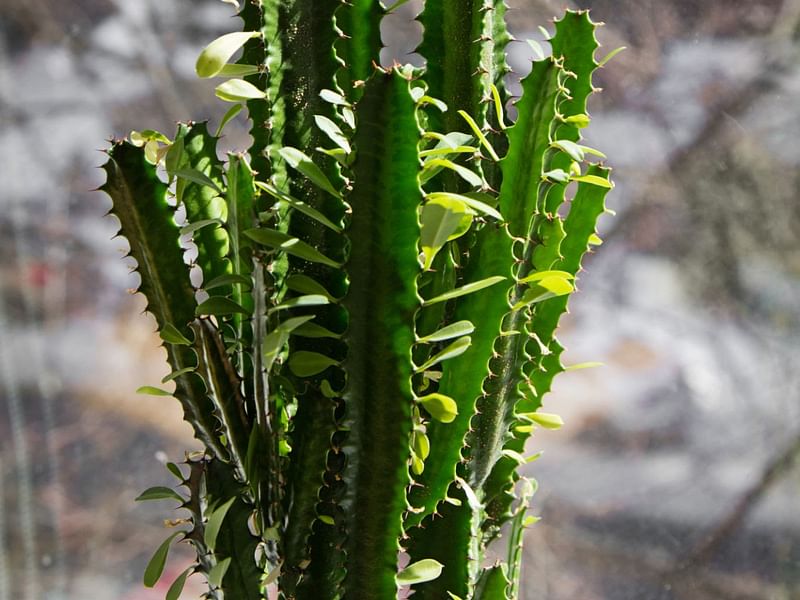 Euphorbia | Euphorbiaceae