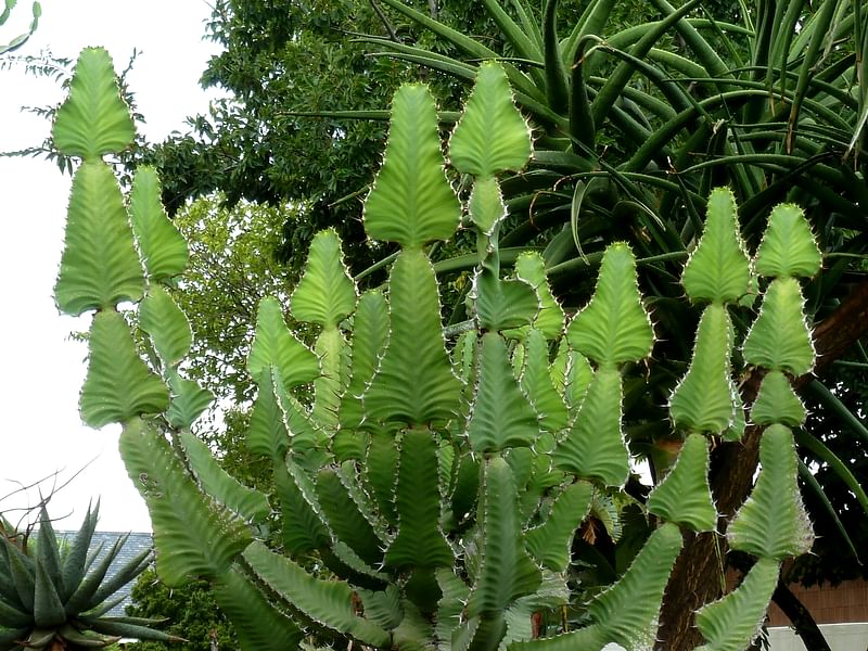 Euphorbia Fortissima | Euphorbia | Euphorbiaceae
