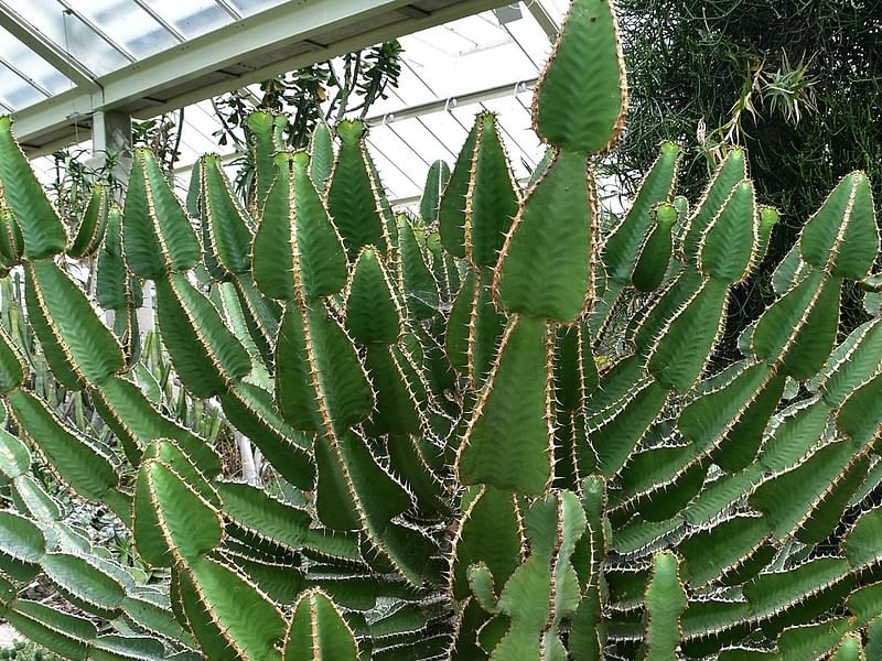 Euphorbia Fortissima | Euphorbia | Euphorbiaceae