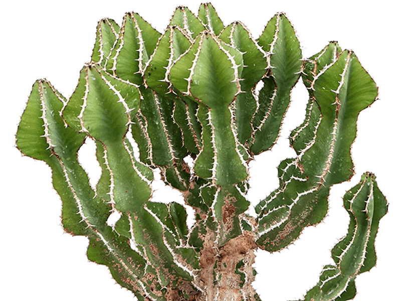 Euphorbia Fortissima | Euphorbia | Euphorbiaceae
